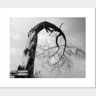 Dead bent and crooked tree in black and white Posters and Art